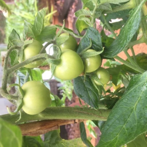 tomato truss